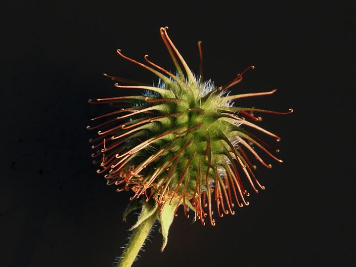 Velcro: Inspired by Burrs