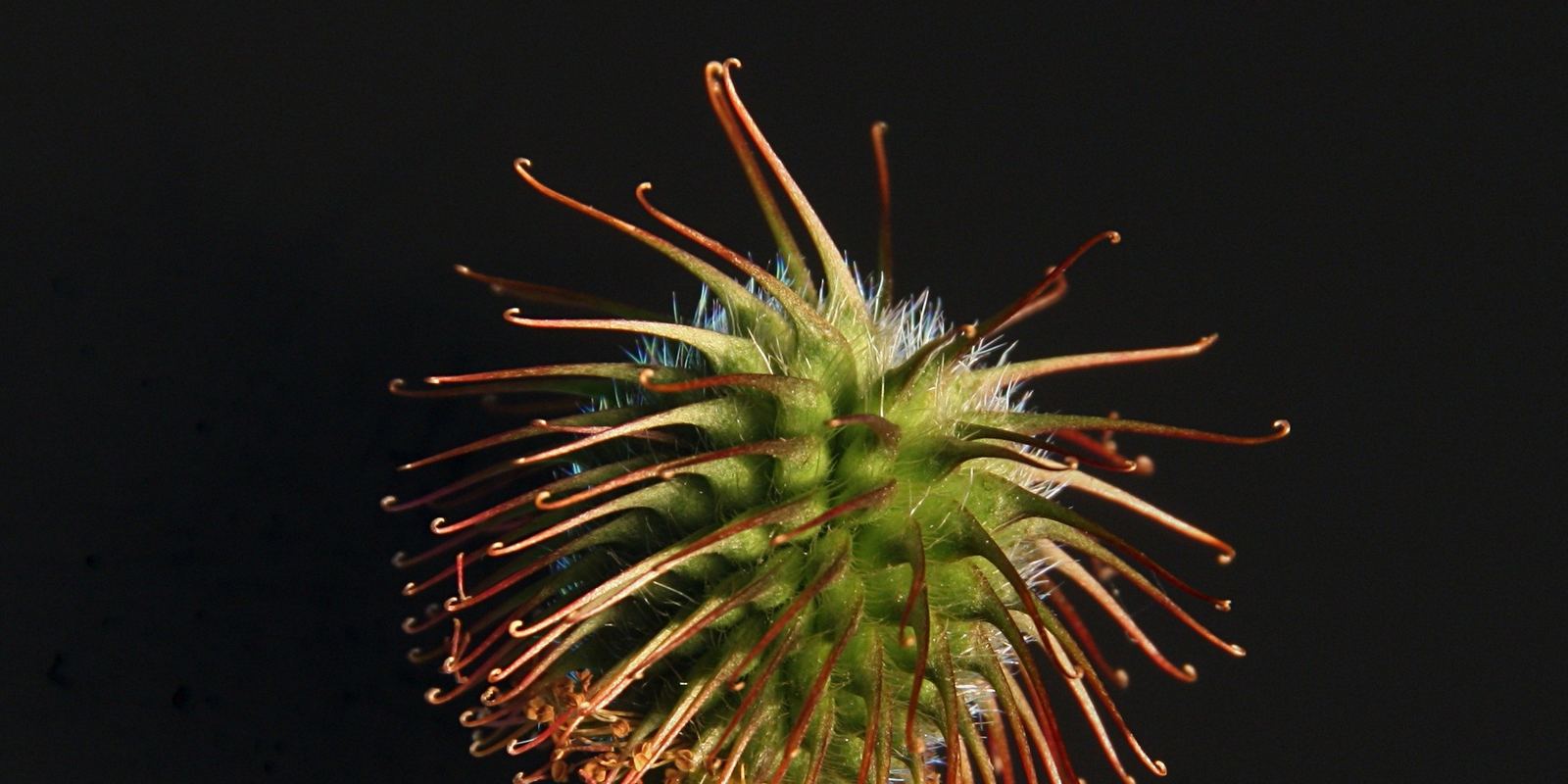 Macro photo of a burr with tiny hooked spines